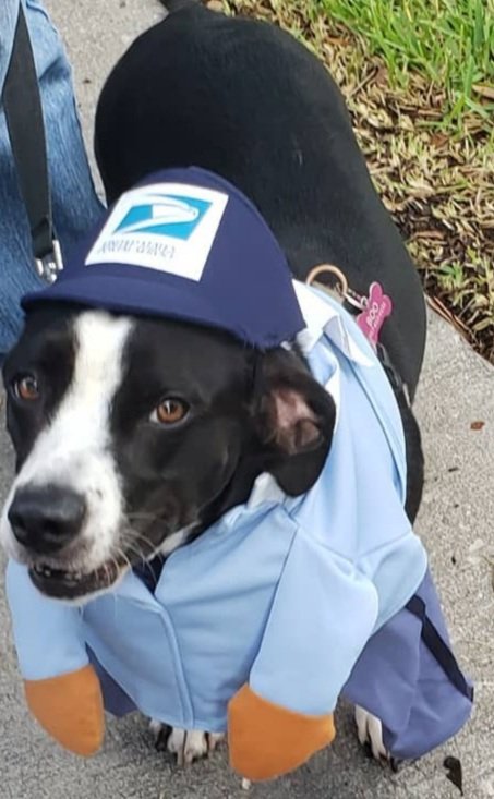 PeekaandBooBagle (@peekaboobagle) on Twitter photo 