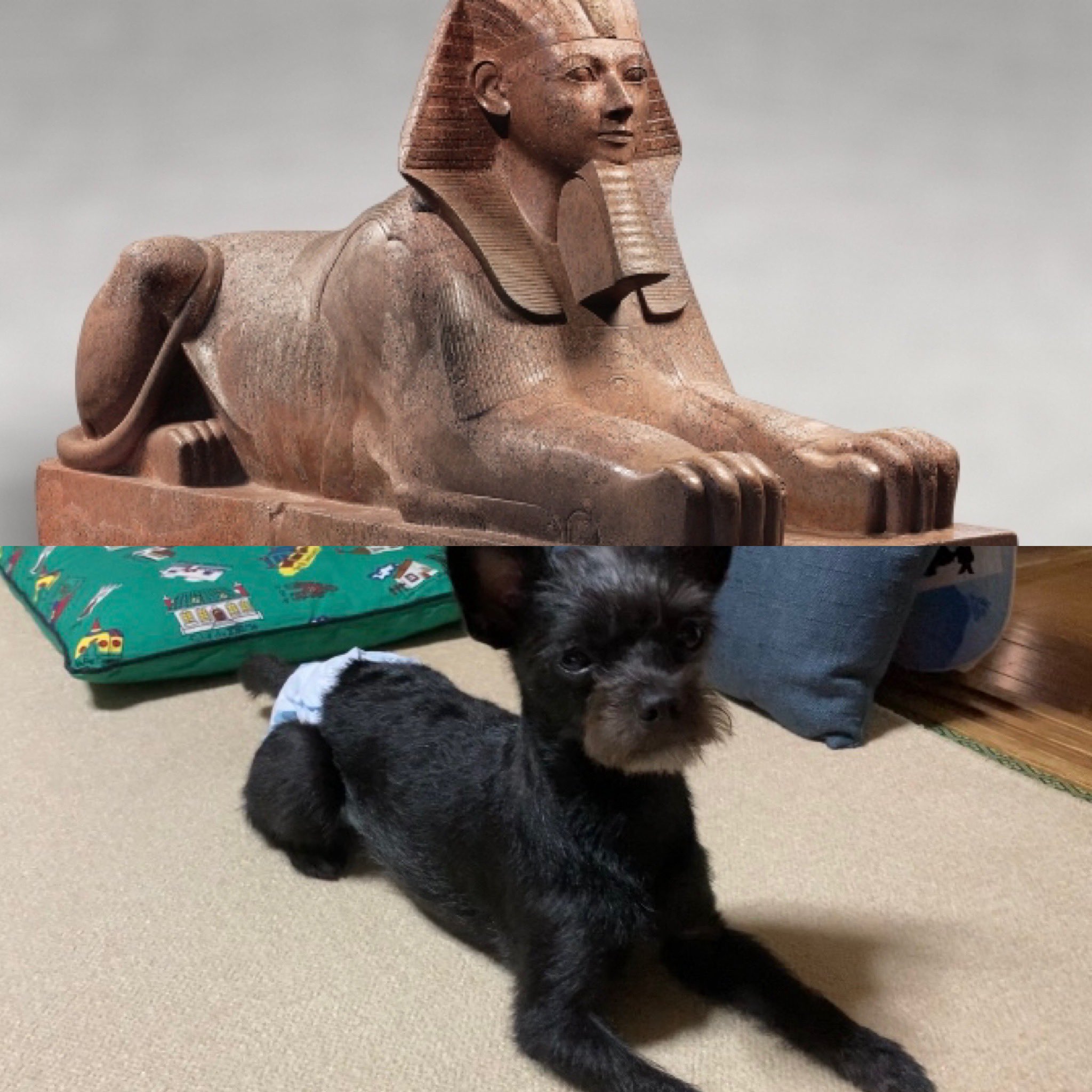 スフィンクス犬 Twitter Search Twitter