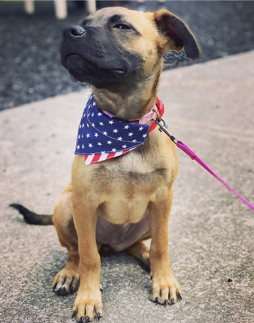 bdplouffe's tweet photo. Happy 4th of July! https://t.co/FRjilbbZFw