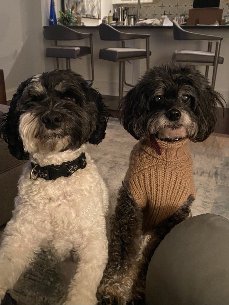PittsTechAudrey's tweet photo. @allthingsnoisy Trying to explain this situation to these two.  #nocomprende https://t.co/86LxUgLHdJ