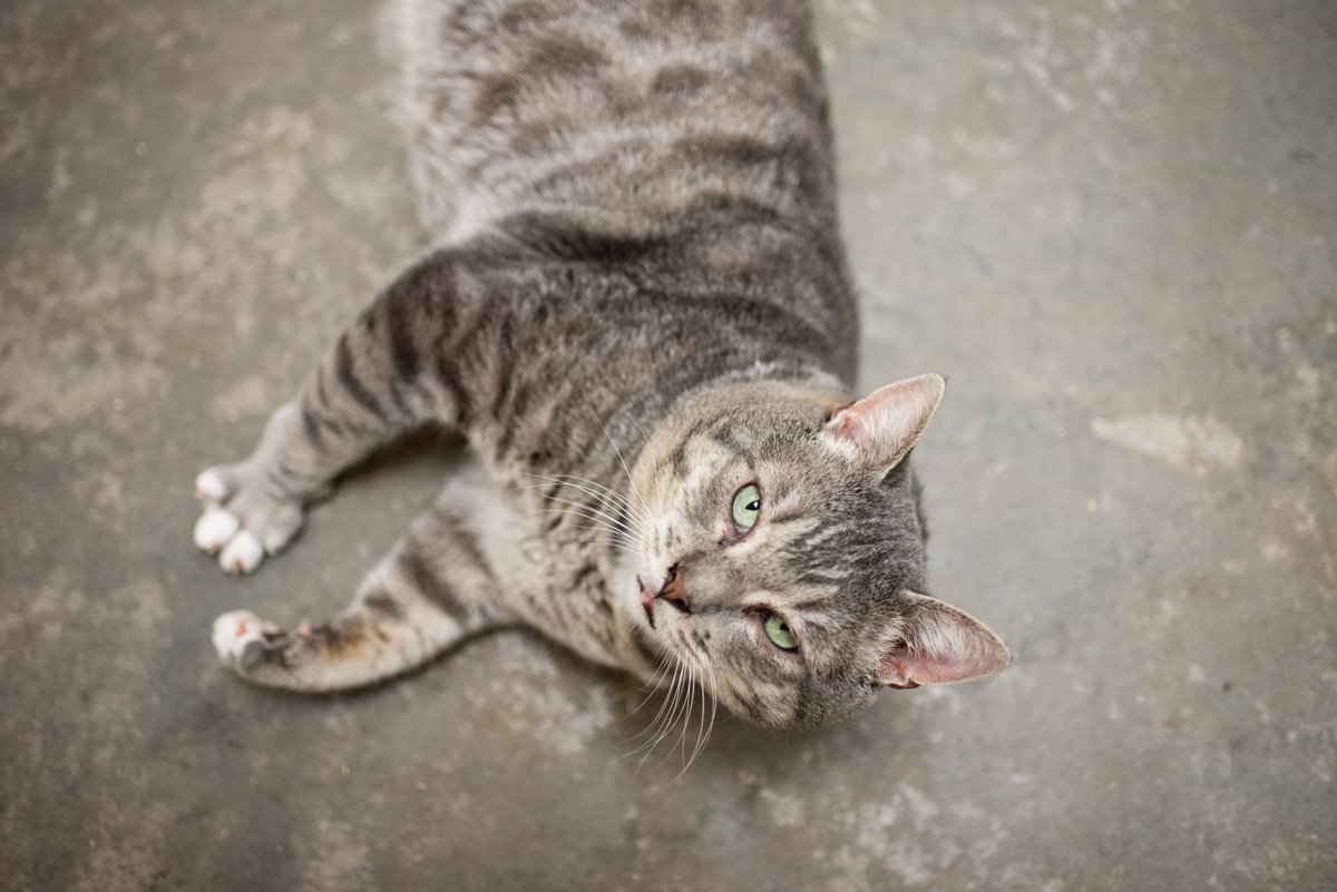 LimelightPet's tweet photo. Happy July 4th! Are you watching @BrianFloresTV and @ChynnaGreene this morning? They will be sharing this cheesy cat's story in a few minutes. Tune in to hear all about Macaroni's story! @Q13FOX @JOEtvSEA #seattlepets https://t.co/BR3wxELo4j
