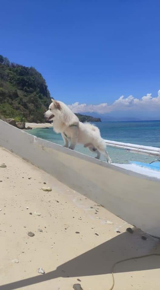 jimryanros's tweet photo. @ChauffeurChef Kamukha din ng dog ko 🤗🐶 https://t.co/Fa6a5J7f0e