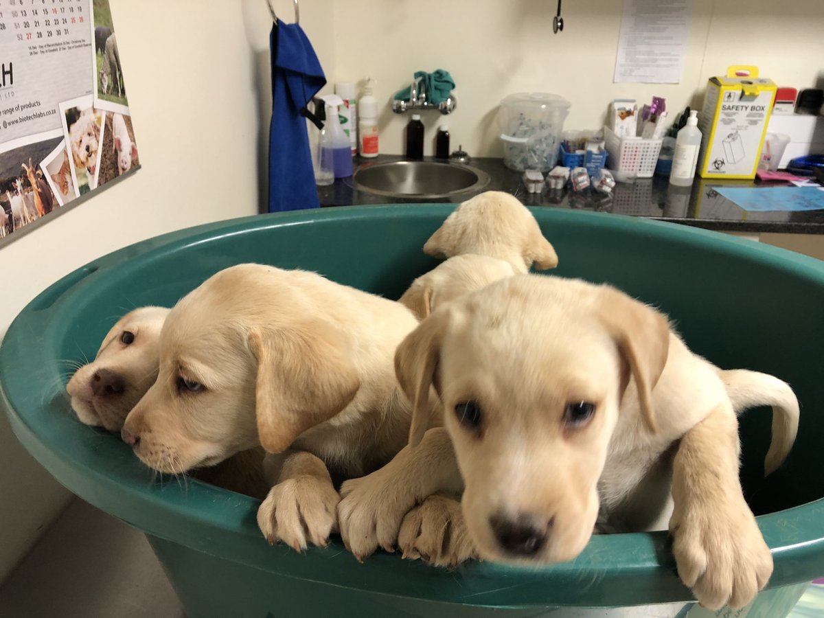 Ek is moeg ge-Lab hierdie naweek😞🥰🙄😍