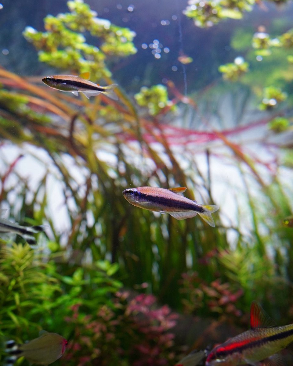 AquariumFan's tweet photo. Blue Kerri Tetra 

#plantedtank #aquascape #aquarium #aquarium_fan #aquariumsoftwitter #freshwater #tropicalfish #betta #tetra #plantedaquarium https://t.co/ske4f6Wx4M
