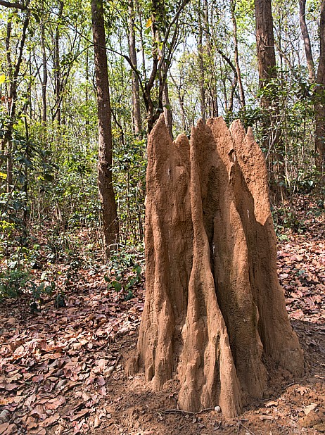 Mysore forest division tweet media