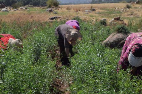 AtlasHigh's tweet photo. HAF nurseries are 100% #organic. Our field team is proactive in addressing challenges to their progress and success, such as weeds that seem to grow ever so quickly!
Read more: https://t.co/CZ4DTVCuGB
Help HAF build more #community #fruit_tree #nurseries https://t.co/UfE7YxlZXb https://t.co/4c2Ve6KVuy