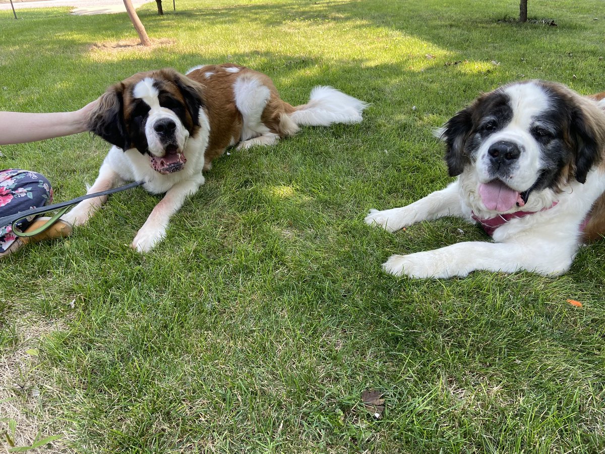 ExoStephO's tweet photo. Olive and I met Brandy today 🥰 
@BernardsDaily https://t.co/hdrdQnBcra