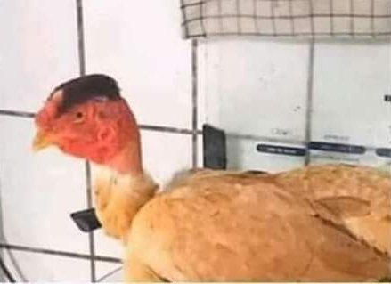 Claudio M. Carvalho tweet media