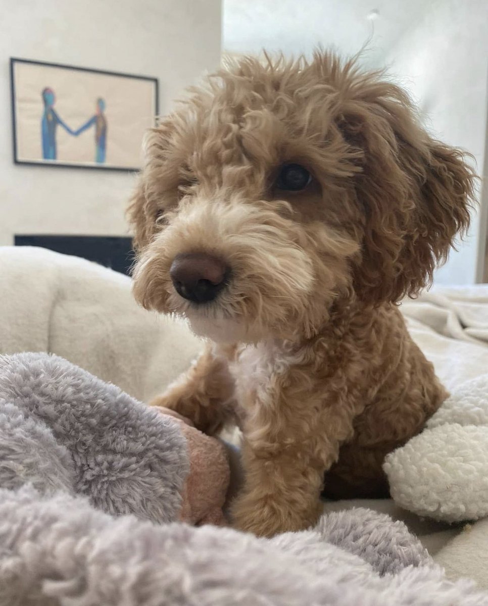 siafurlerfanpg's tweet photo. .@Sia has adopted a new female doggie called “Mandy“ 🐶

—She adopted the dog from the same place she adopted “Mitzi“ (Jolene) last year. The dog pictured has been previously diagnosed with congenital condition &amp; under Sia‘s care she‘ll be receiving more professional therapy. https://t.co/dKP7eNmJM5