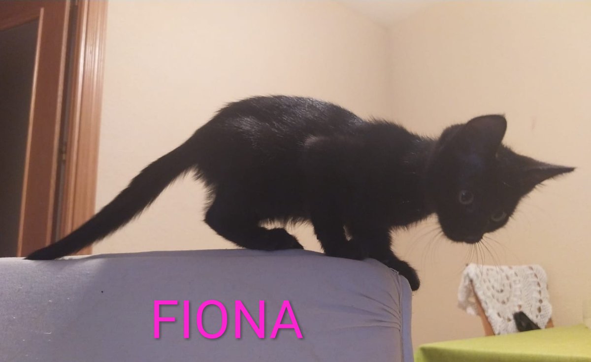 SOS Felinos Madrid tweet media