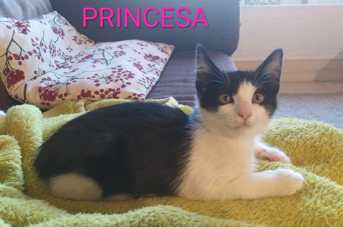 SOS Felinos Madrid tweet media