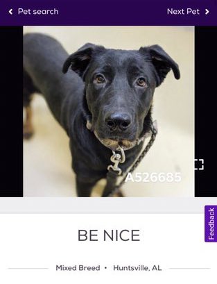 petfinder names (@petfindernames) on Twitter photo 