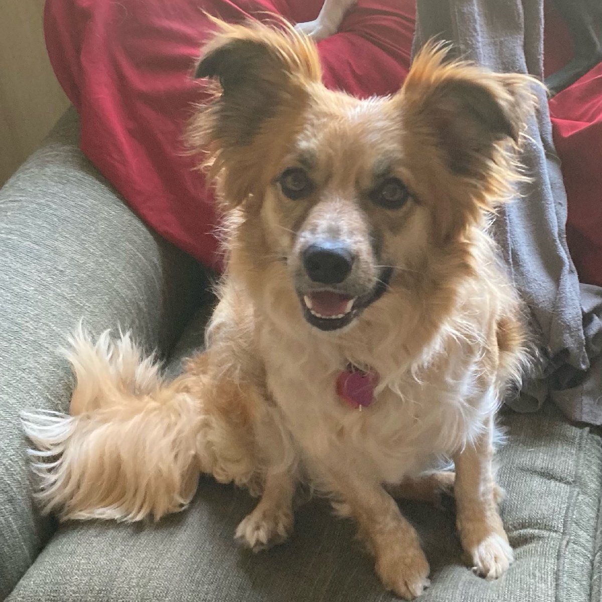 DrCaseyJRudkin's tweet photo. Happy Fourth of JuLola!
Today is Lola’s 3rd birthday! For her special day, she requests you give your own furbabies extra treats and maybe cool it on the fireworks. Thanks!
#AdoptDontShop #RescueDogs #AlaskaDog https://t.co/Mb1FCsMioe