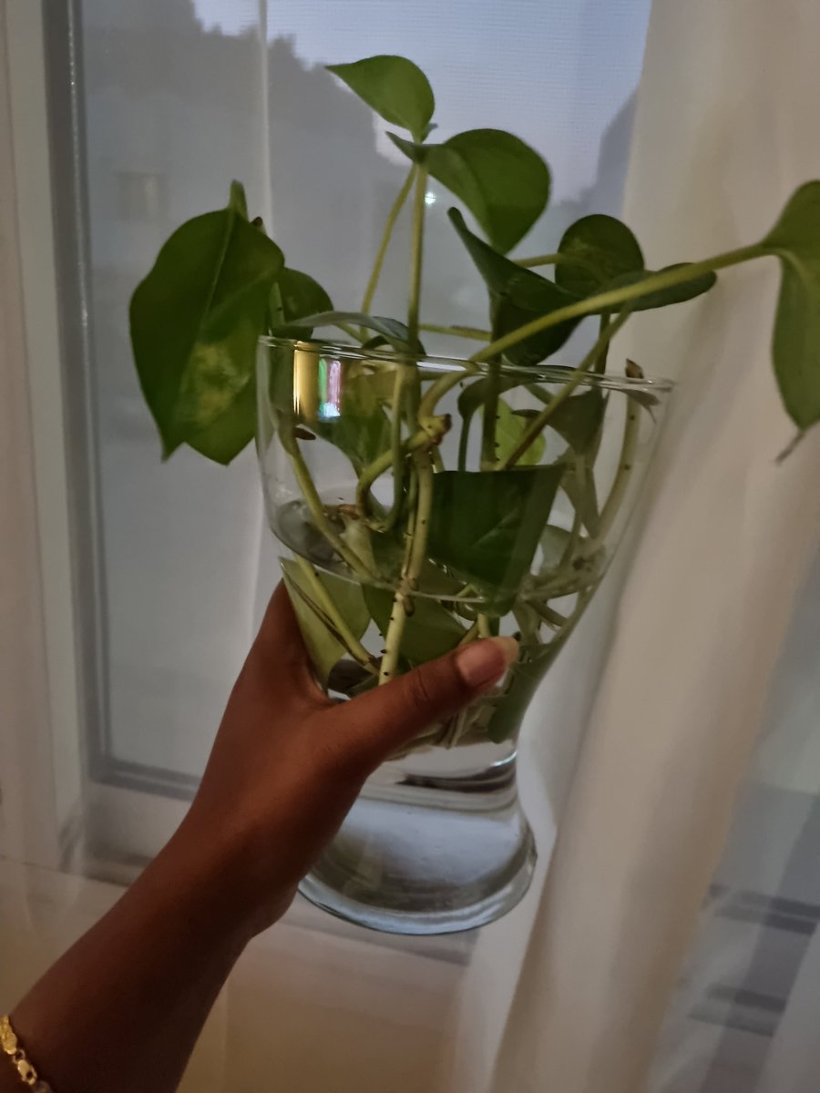 Chapterbliss's tweet photo. My money plant is flowing all around the bookshelf and side of my bed so I've decided to house them in a glass vase. I'll share some with my friends when they return #plantshare https://t.co/eBPk88JkDs