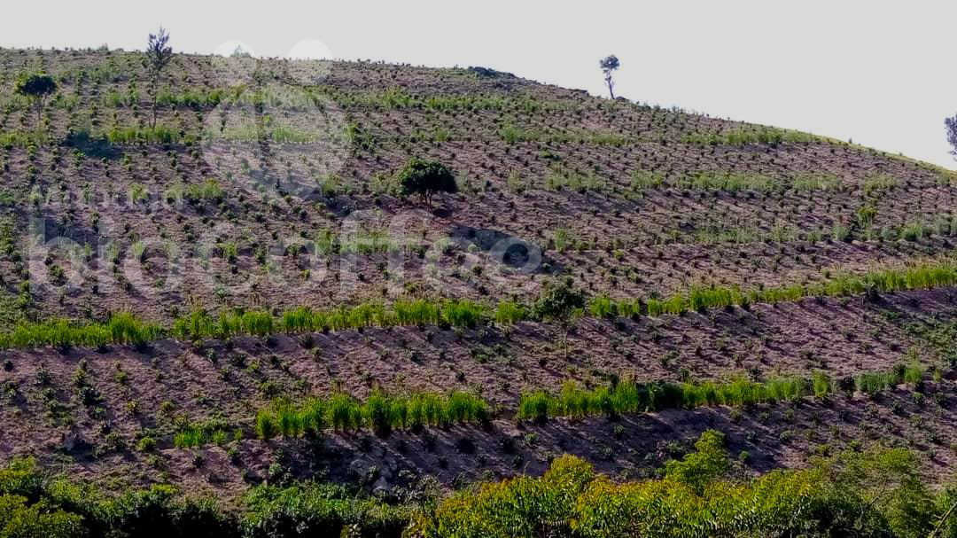 mubugabiocoffee's tweet photo. Current grown coffee at Karuvuzo site, one of our sites in Mubuga Sector.

#BioCoffee #OrganicCoffee #Coffee #RwandanCoffee #BioCoffeeInRwanda #Africa https://t.co/xP7gHAmFCp