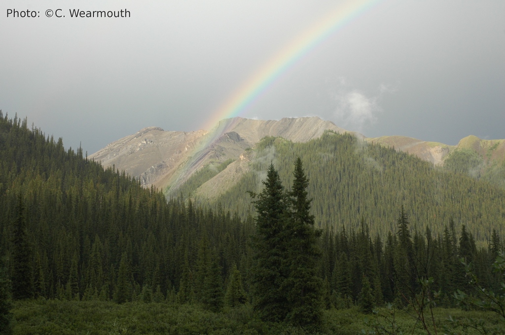 Rising to over 3,050 metres above sea level and covering more than one million acres, 𝙒𝙞𝙡𝙡𝙢𝙤𝙧𝙚 𝙒𝙞𝙡𝙙𝙚𝙧𝙣𝙚𝙨𝙨 Park stands as one of Alberta’s last true wilderness areas virtually untouched by industry and development. albertawilderness.ca/issues/wildlan… #willmorewilderness