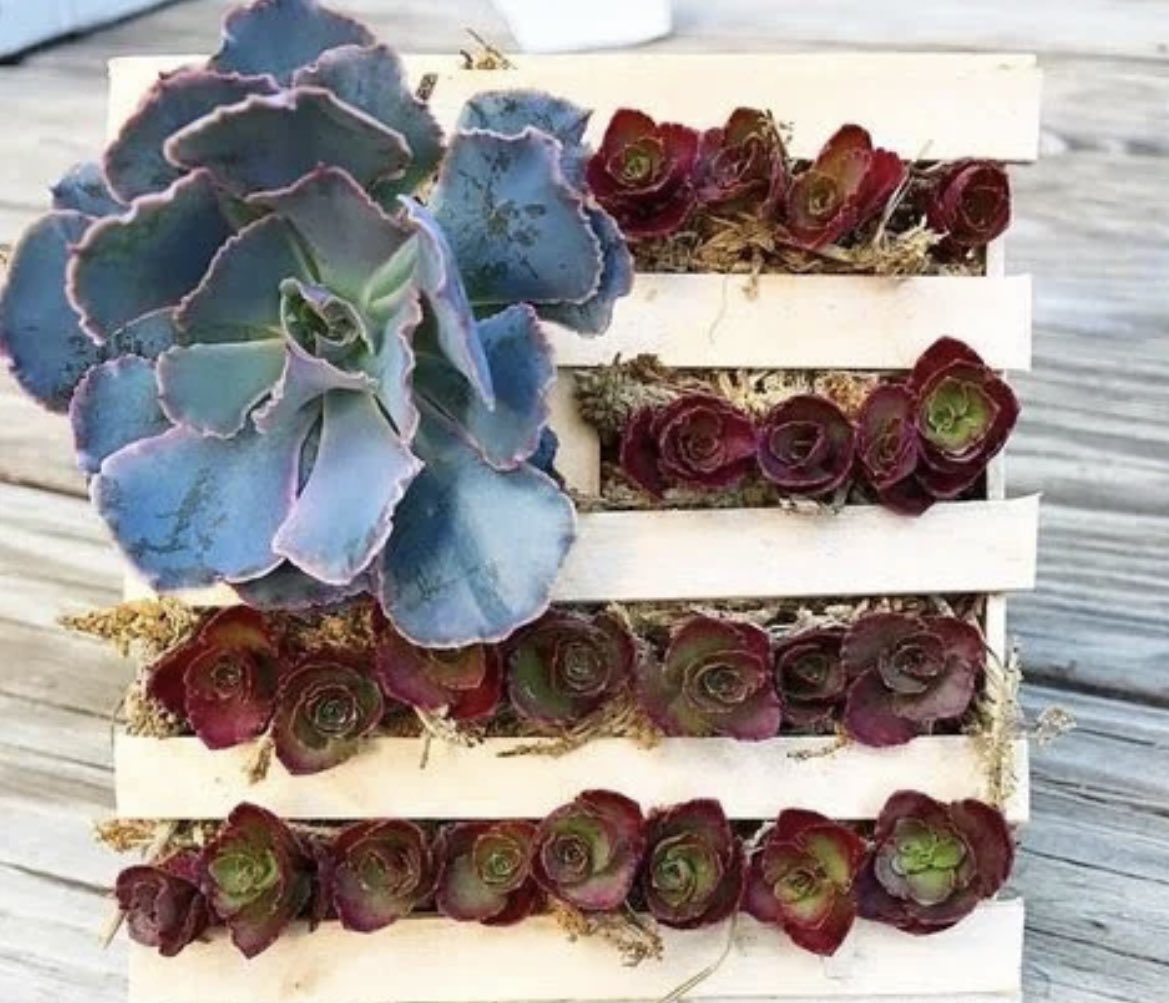 SaratogaInnCA's tweet photo. Do you know what doesn’t succ?
…holiday weekends!
Happy 4th everyone…be safe out there.
#4thofjuly #fourthofjuly #virtualfireworks #nofireworks #california https://t.co/3RryKThhZO