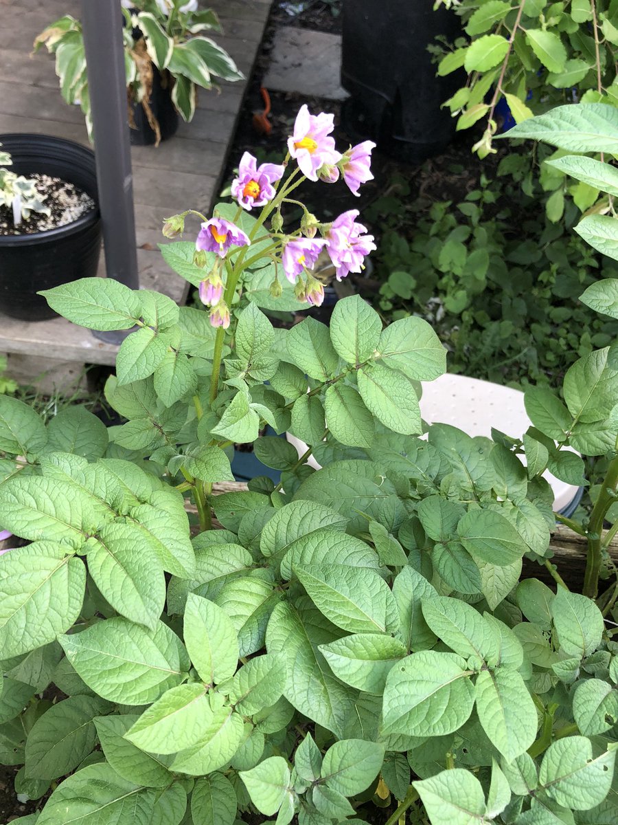 skinnybitch_ang's tweet photo. My favourite thing in spring is #SeedGermination ๐ฑ
although there is some satisfaction from flower to fruit #PandemicPlot #CommunityGarden #KawarthaLakes #PastAndPresent #MayThirtyToJuly4 #SEEDit ๐ฅ๐ฅฆ๐ซ๐ถ๐
๐ https://t.co/5KbZmy9Gp6