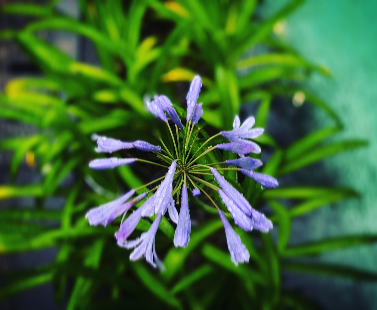 necohira2's tweet image. Enjoy your #life with #CleanAir🌸😊🎶 #withfreedom🇺🇸🗽

#Goodmorning
#Bonjorno
#Bonjour 
#早上好
#おはようございます

#花🌸 #flowers🌸🌺 
#幸せな時間 💚 #心ゆたかな暮らし #東京脱出 #デルタ株 #変異株 #iPhonePhoto

supported by JP🇯🇵U25 Girls Life-care Office, Lazio 🇮🇹