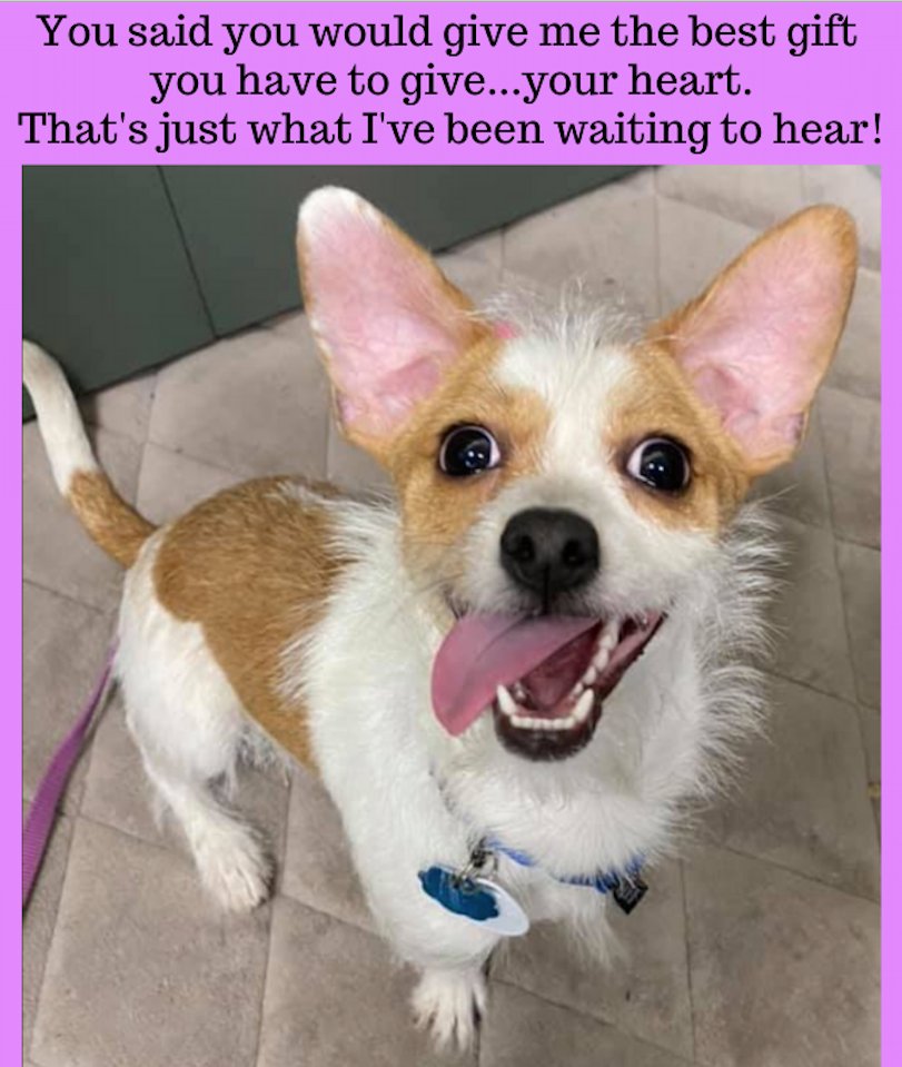 Photo: Animal Rescue League of Boston. All this happiness is made possible because "Hunter" knows he's found his forever home.