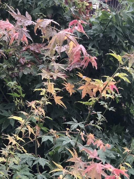 おはようございます。
昨夜から雨。
濡れてうなだれる楓の葉っぱ。 