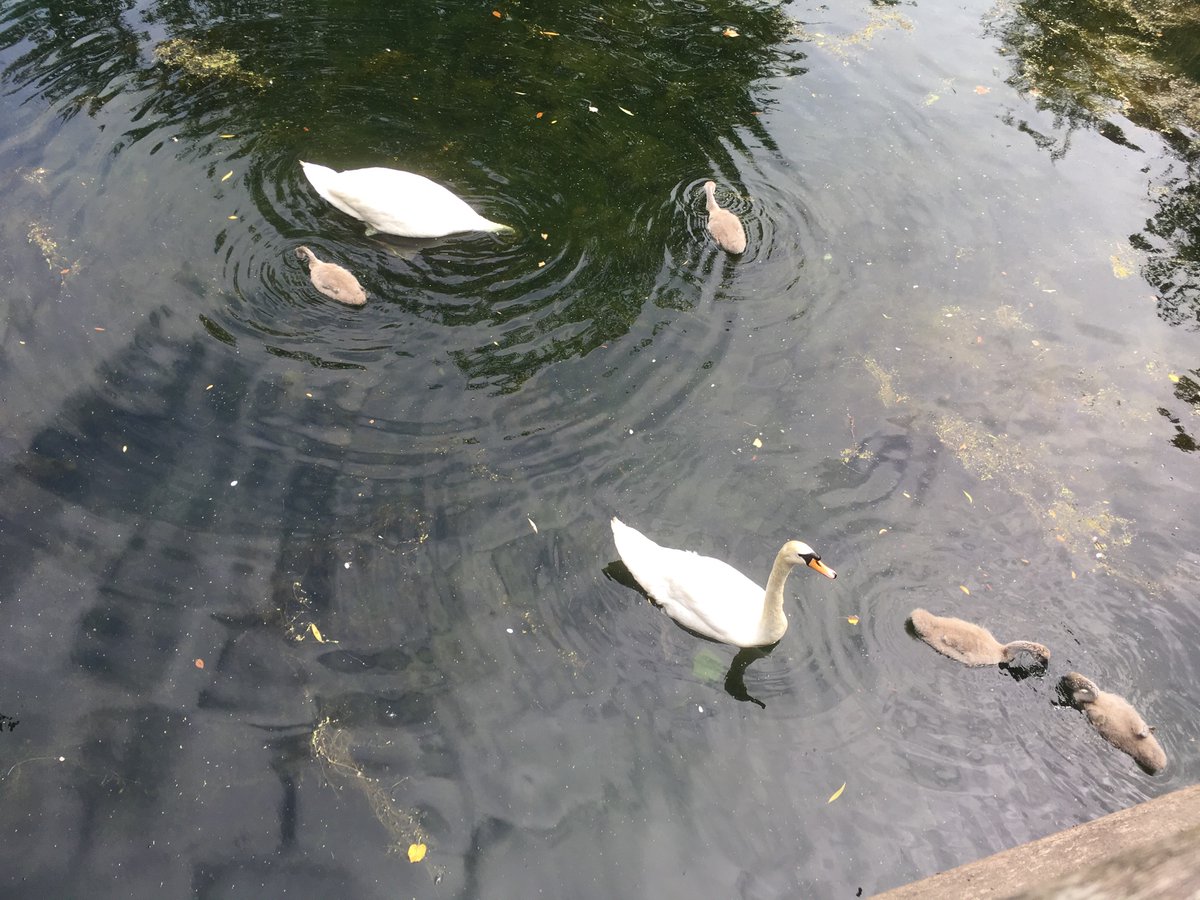 Pair of swans with four cygnets in Victoria Park, London