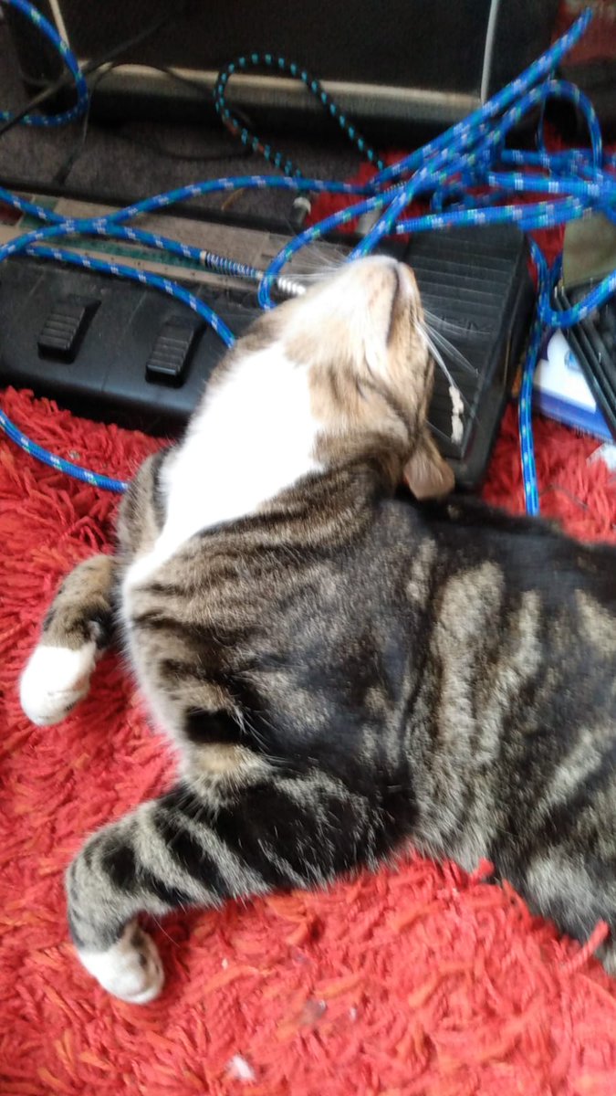 catmometer's tweet image. Too humid.