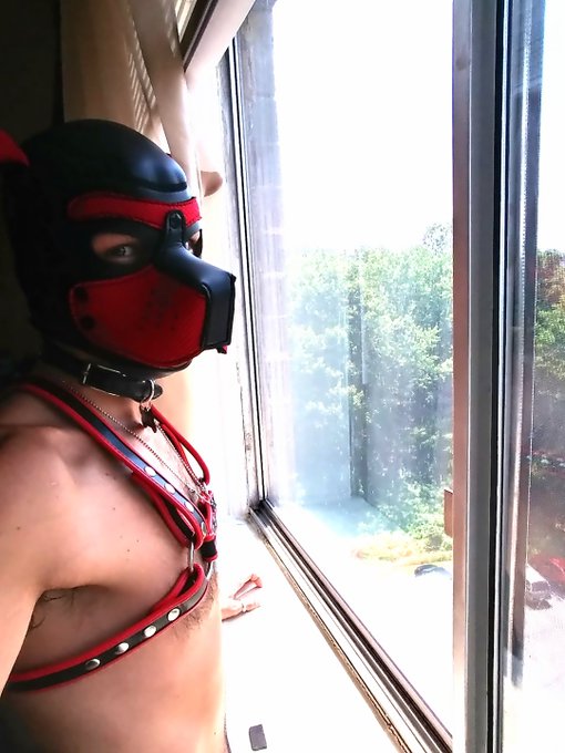 2 pic. Waiting for the hooman... ?
#humanpup #puppyplaycommunity #puppyplay #puppyfetish #gaypup #gay