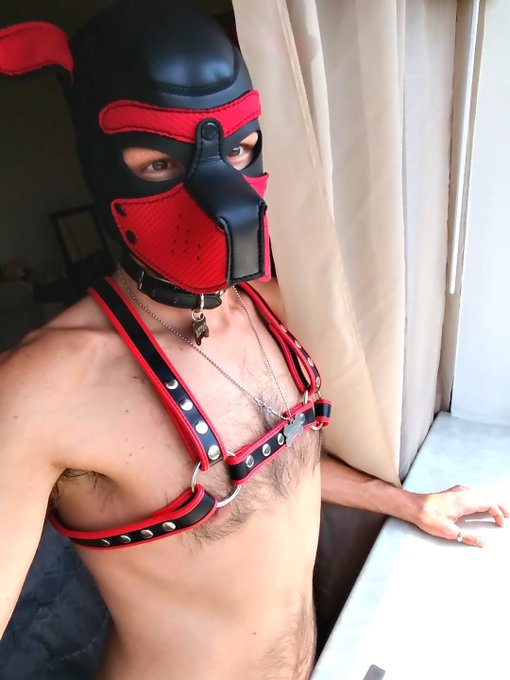 3 pic. Waiting for the hooman... ?
#humanpup #puppyplaycommunity #puppyplay #puppyfetish #gaypup #gay