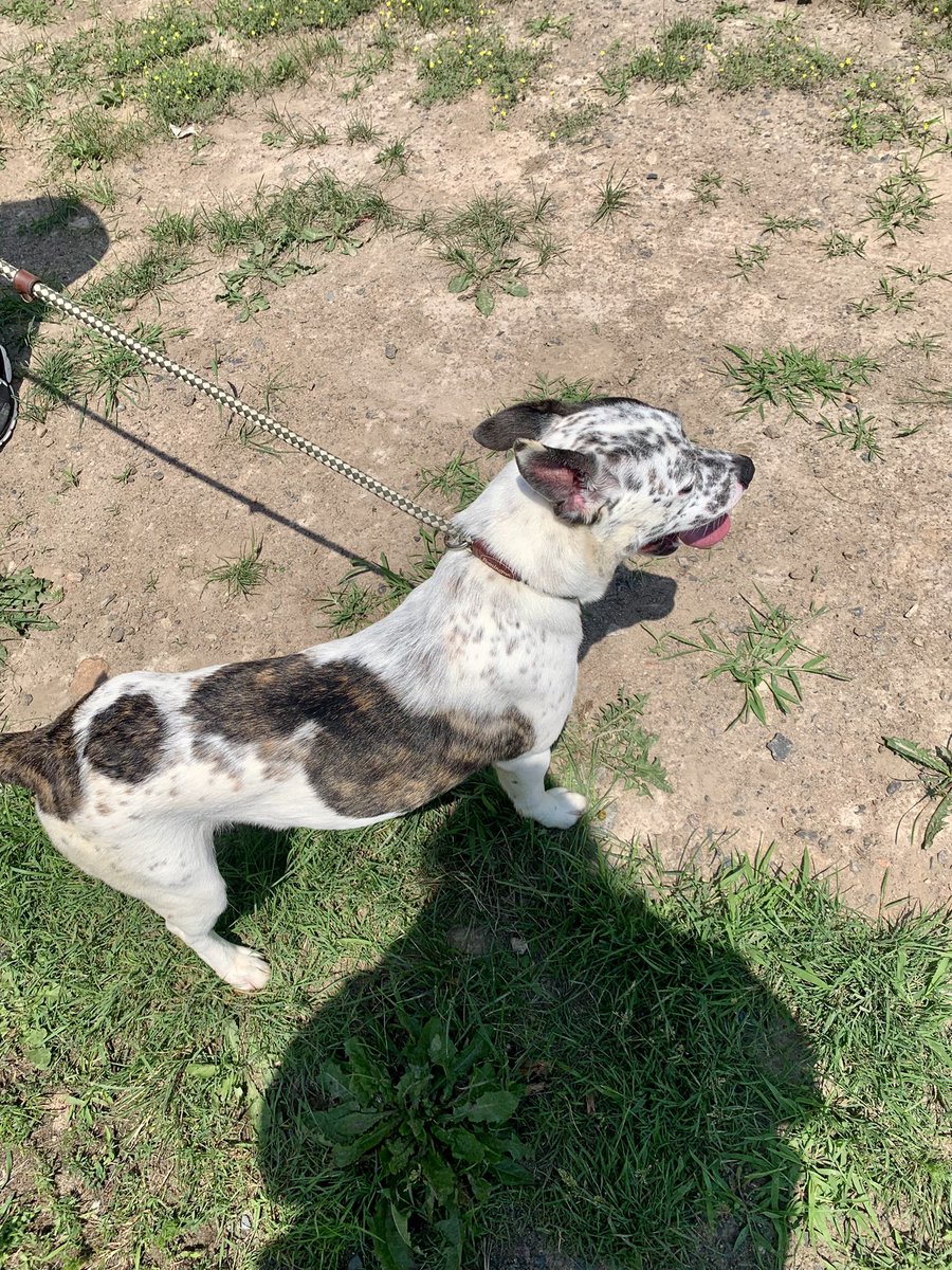 ferr2x's tweet photo. this sweet little guy will hopefully be coming home with me within the next week and i can’t even explain my excitement 💜🥰 https://t.co/snUvIEwMog