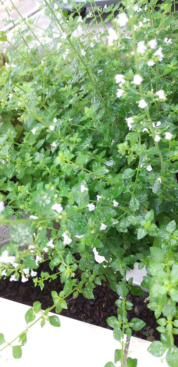 福 まーちゃん 福島市 7 5 月 Am6 30 雨 気温19 8 おはよう御座います 今日も西側の山脈は雲の中 庭で 白花のレモンバームとカラミンサ 紫花のセージとラベンダー ピンク花のイブキジャコウソウが咲いてます 写真はカラミンサ イブキ