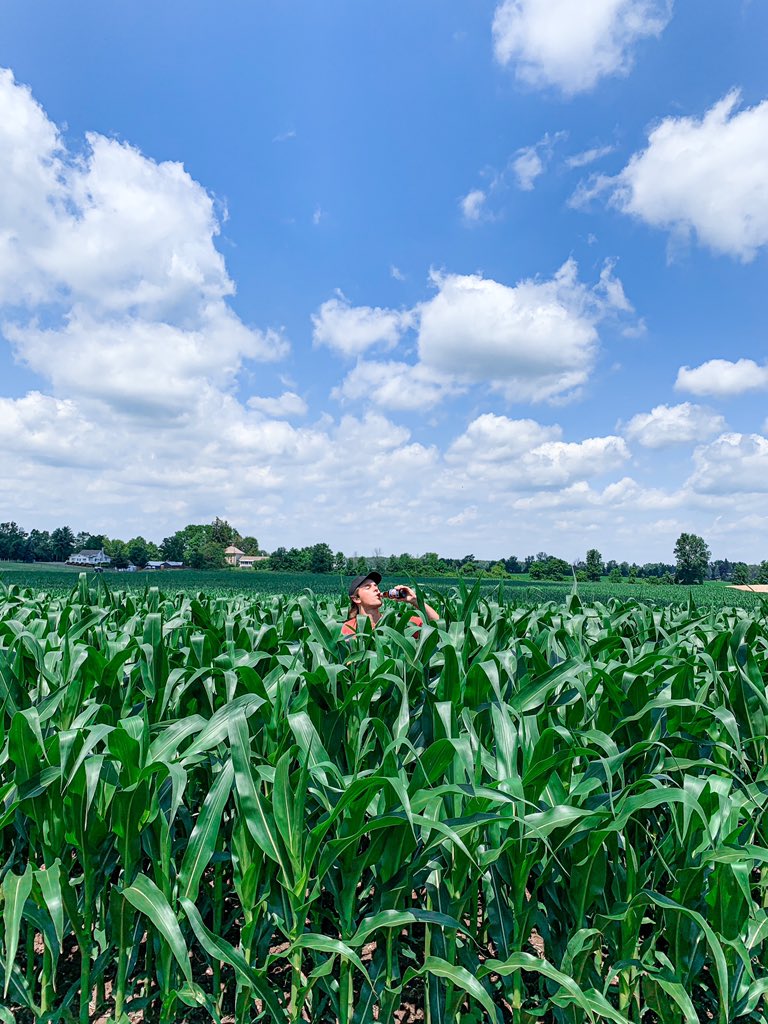 Tall corn &amp; good beer, happy long weekend 🇨🇦🍻🌽 <a href="/OVBeer/">OV Beer</a> <a href="/CortevaCA/">Corteva Canada</a>