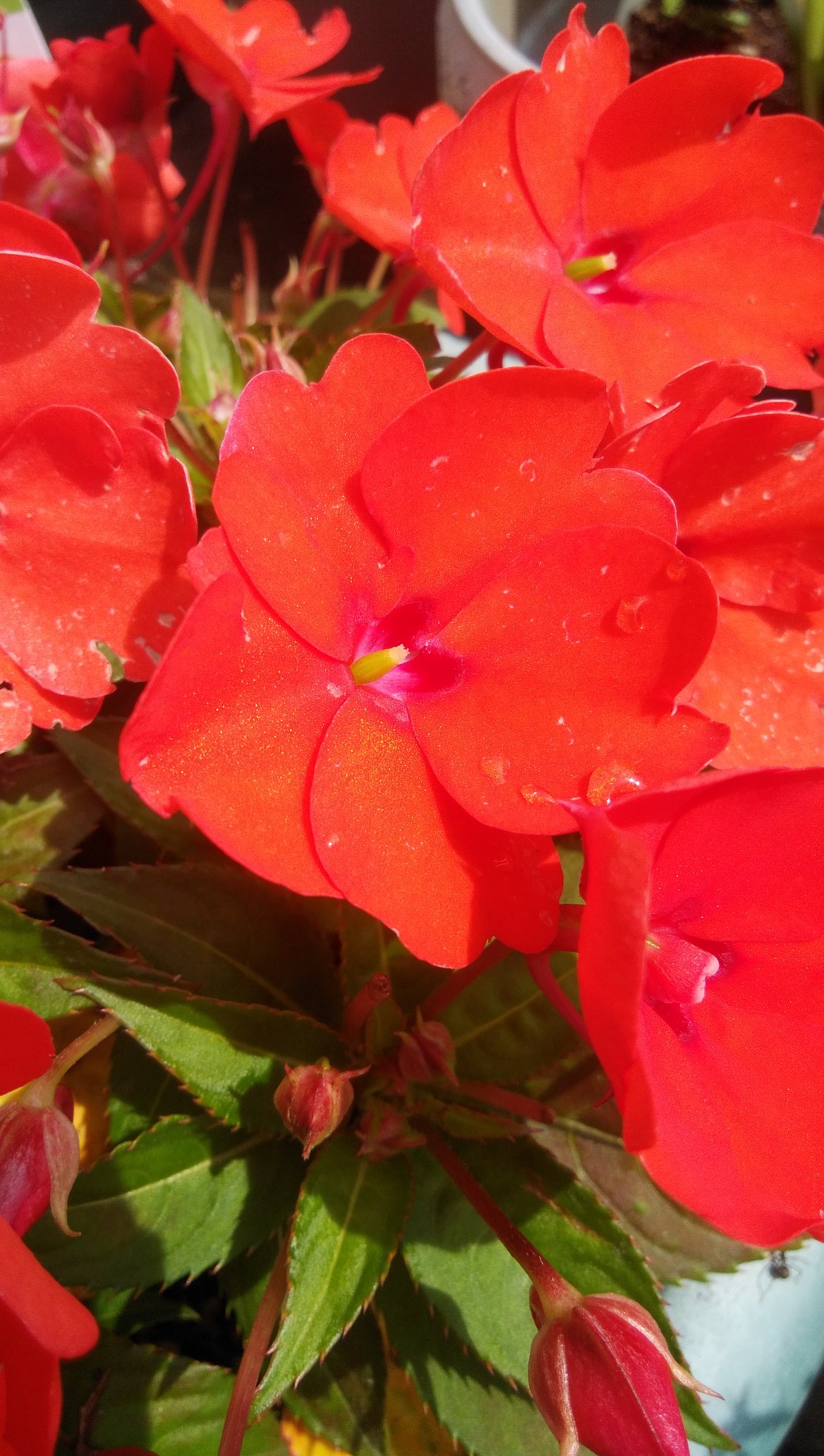 サンパチェンス Twitter Search Twitter