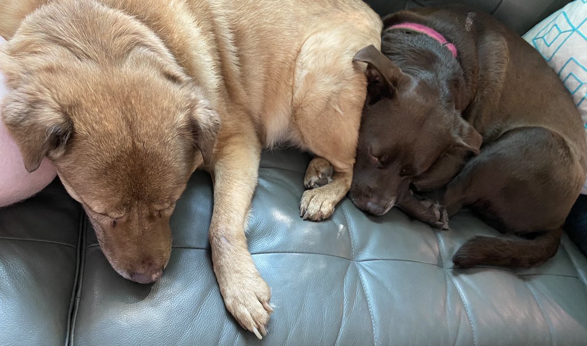 inactionjax's tweet photo. Butt pillow is best pillow. #snugglebutt https://t.co/JE5XhPdQRh