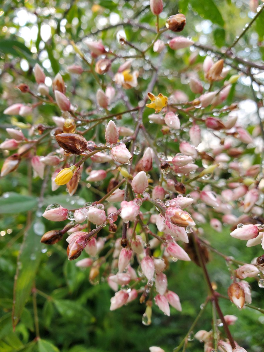 برچسب ｼﾀﾞ در توییتر