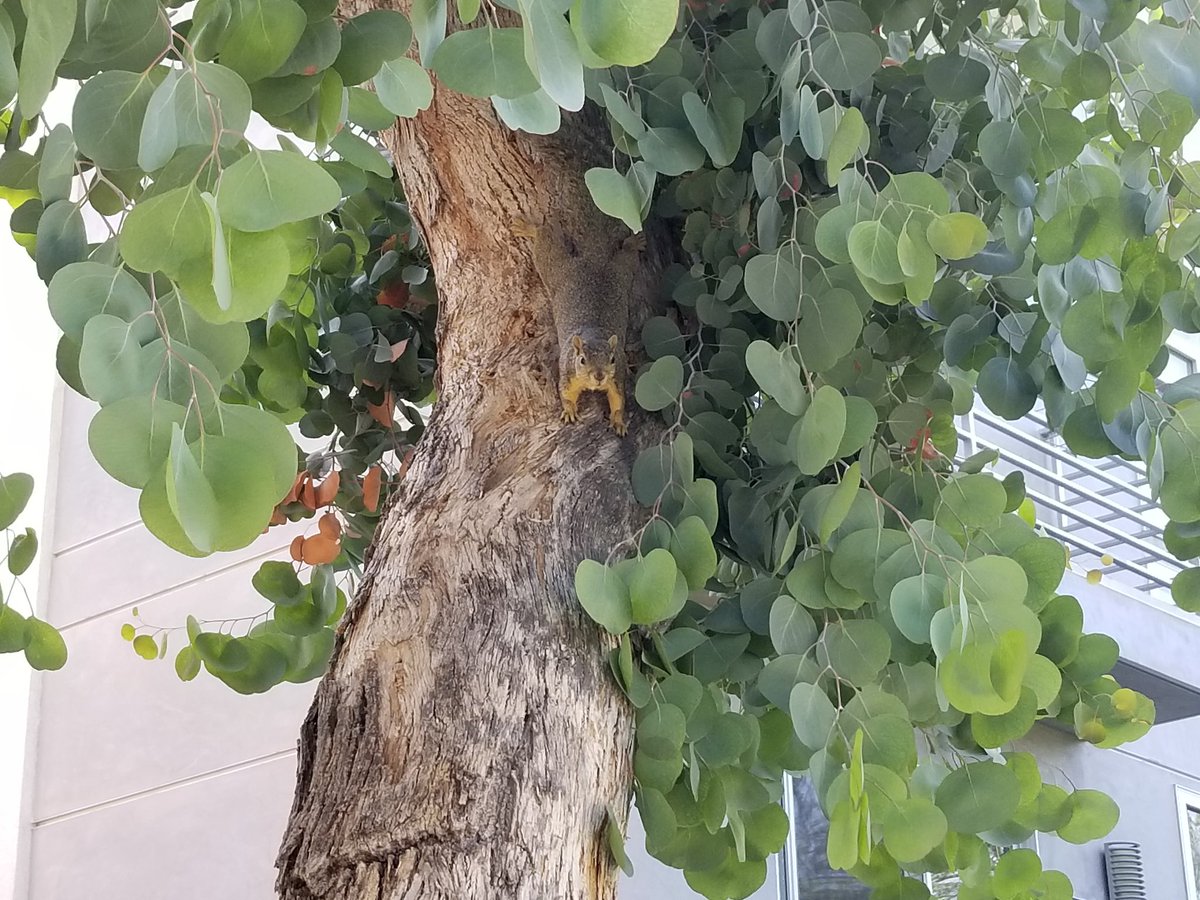 SquirrelsLos's tweet photo. Upside down lounging https://t.co/bw1bz7QWen