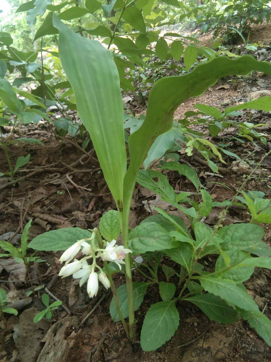 Deep2049641188's tweet photo. Orchid sp. found today. https://t.co/6VXrAj61E0