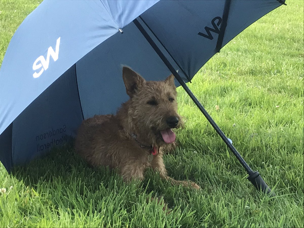 Good to be see the SW umbrella giving some welcome shade on a hot day. We’re not just here for the rainy days 😁🐾 <a href="/S_Weatherall/">Sanderson Weatherall</a>