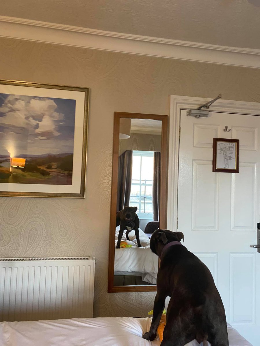 lgoodbu's tweet image. Only 20 miles to go to culminate in the #BigStepForward for @PancreaticCanUK on 17th July this weekend #GorgeousGertieG &amp;amp; me have been in a wet Lake District she spent much time barking at herself in the mirror &amp;amp; covered 8 miles support us if you can bit.ly/2PCGXj6