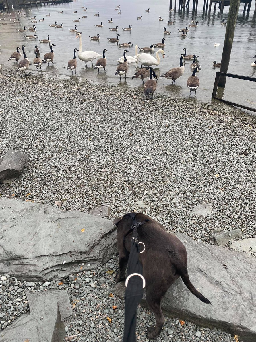 lgoodbu's tweet image. Only 20 miles to go to culminate in the #BigStepForward for @PancreaticCanUK on 17th July this weekend #GorgeousGertieG &amp;amp; me have been in a wet Lake District she spent much time barking at herself in the mirror &amp;amp; covered 8 miles support us if you can bit.ly/2PCGXj6