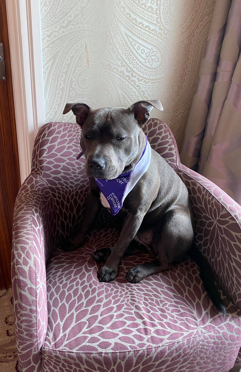 lgoodbu's tweet image. Only 20 miles to go to culminate in the #BigStepForward for @PancreaticCanUK on 17th July this weekend #GorgeousGertieG &amp;amp; me have been in a wet Lake District she spent much time barking at herself in the mirror &amp;amp; covered 8 miles support us if you can bit.ly/2PCGXj6