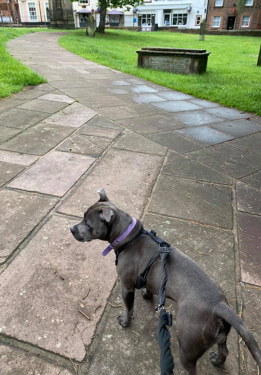 lgoodbu's tweet image. Only 20 miles to go to culminate in the #BigStepForward for @PancreaticCanUK on 17th July this weekend #GorgeousGertieG &amp;amp; me have been in a wet Lake District she spent much time barking at herself in the mirror &amp;amp; covered 8 miles support us if you can bit.ly/2PCGXj6