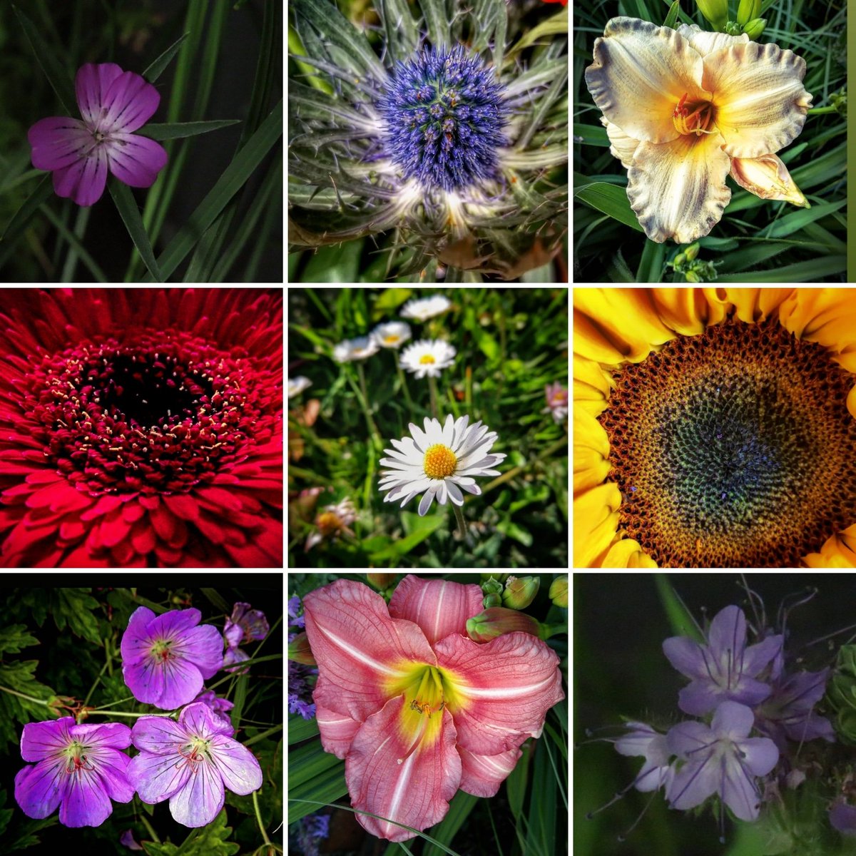 #meppelcentrum #bloem #bloemen #flower #flowers #fleurie #drenthe #mooidrenthe #meppel #meppelcity #iameppel #meppeldiepgeluk