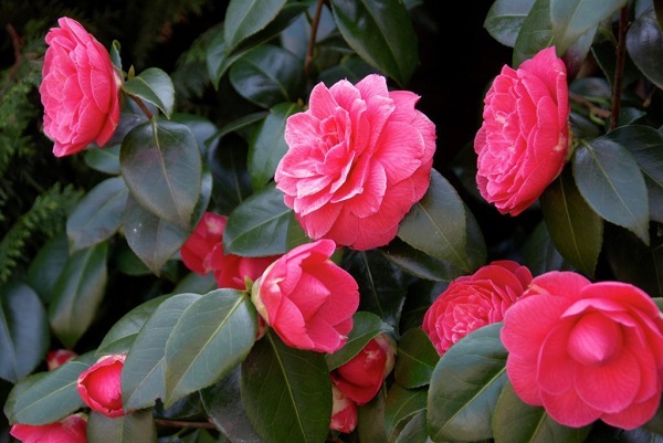 Camelia o #Camellia Japonica Ficha Técnica Y Cuidados Ficha conocesobre.com/todosobrejardi… #buycamellia #cameliaakcijos #cameliaanticonceptivo