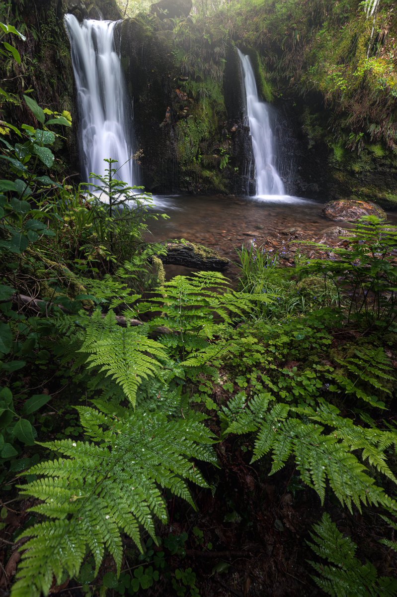 Waterfalls and Ferns . . #waterfall #fern #landscapephotography