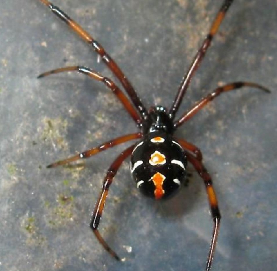 DailyKnockOut's tweet photo. @CandySchacter Well the "common southern" Black Widow is just 1 genus of Lactrodectus. There are many different types from False Widows to Brown widows. Northern states have Latrodectus Variolus or "Northern Black Widow." Not very commonly found in the wild and look way cooler https://t.co/eIgkx77aNM