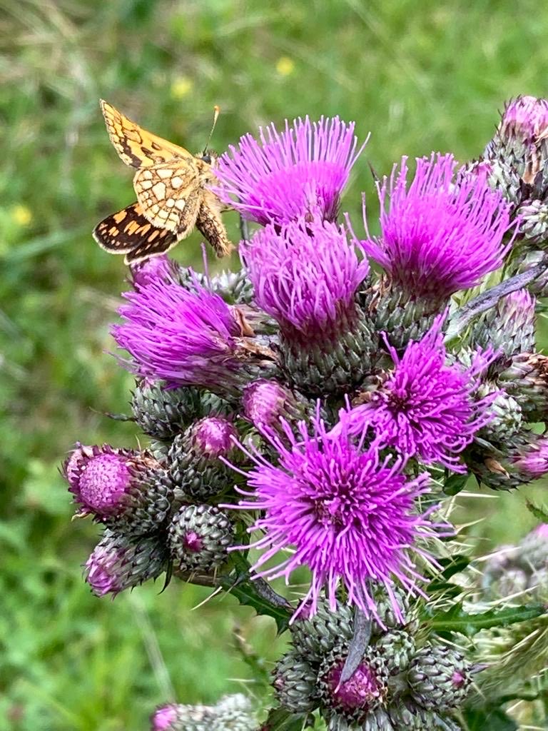 Alpine Club Austria tweet media