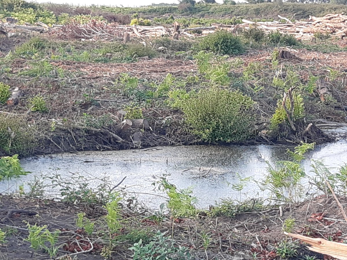 MASSACRE A LA TRONÇONNEUSE 
Baccalà pè Corsica ! Encore une fois  une Base militaire se permet de mettre à blanc une zone humide  sans que les services de l'état, Conservatoire, DDTM ne s'offusquent ! Sustegnu à a Merria di Ventiseri <a href="/AssembleeCorse/">Assemblea di Corsica</a> #natura2000 #ZENIEFFdeCorse