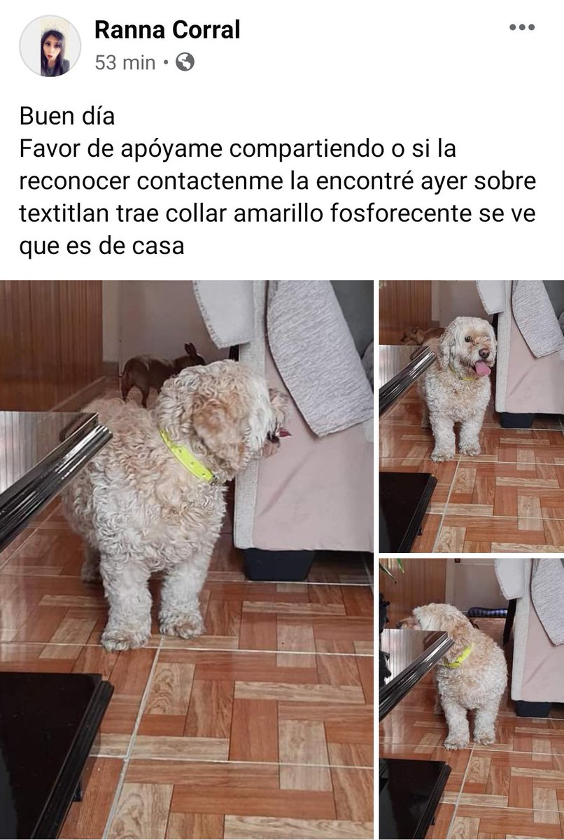 Marialadelafoto's tweet photo. Ayúdenme a encontrar a su dueña 💜 #Textitlan #Perro #Perdido #SantaUrsula https://t.co/nQ7YOrBLJj