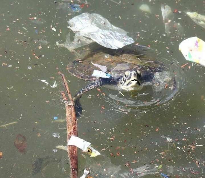 dorcas_kitenge's tweet photo. SOS: La terre, l'eau, l'air en détresse!!
Où est L'éthique environnemental?? Agissons autrement !!
La nécessité de l'économie circulaire au secours de dechets plastique s'impose.
#ungeneva #protectionenvironement
@CJ4Africa @NELLYTSHELAMUT @objectif2030 @AJEDRDC @BillKakurusi https://t.co/gzeXYkNW4o